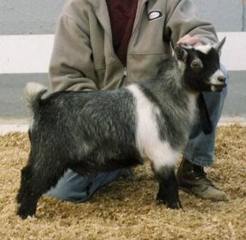 How can female goat get pregnant by 'fixed' male? - Goats