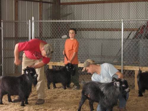 How can female goat get pregnant by 'fixed' male? - Goats