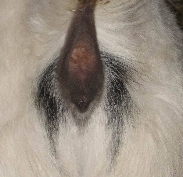 how to tell if goat is bred - Goats