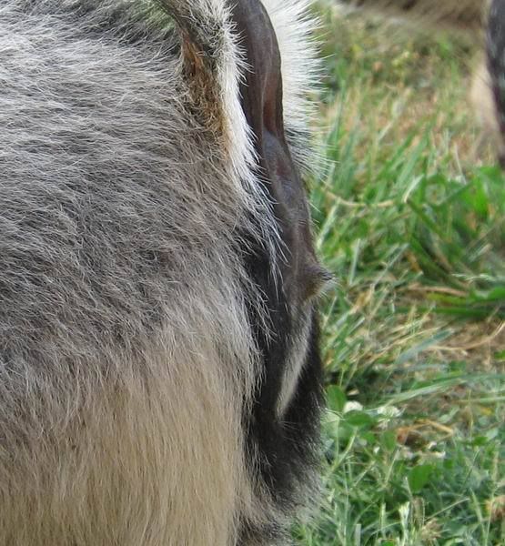 Is she a Hermaphrodite (pic) - Goats