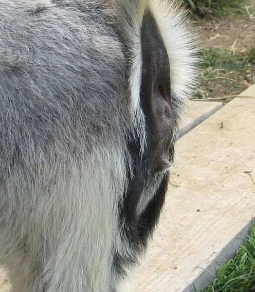 Is she a Hermaphrodite (pic) - Goats