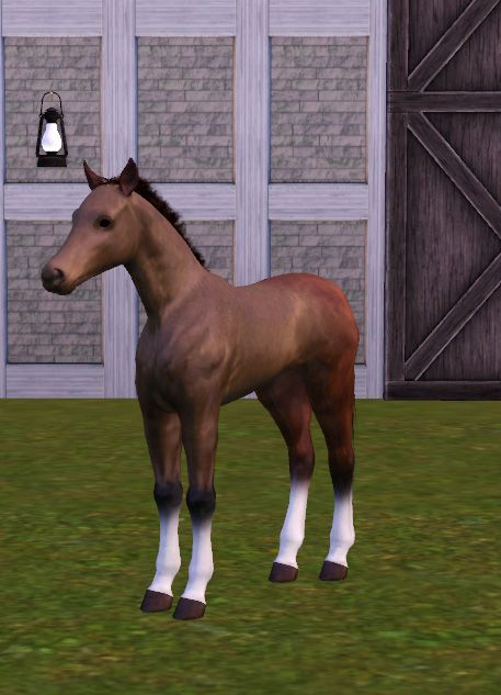 simspetsfoal13_zps08f935e5.jpg