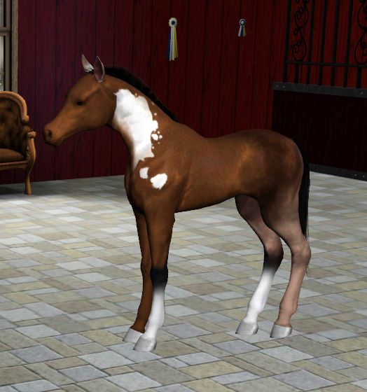 simspetsfoal17_zps7dc9fb12.jpg