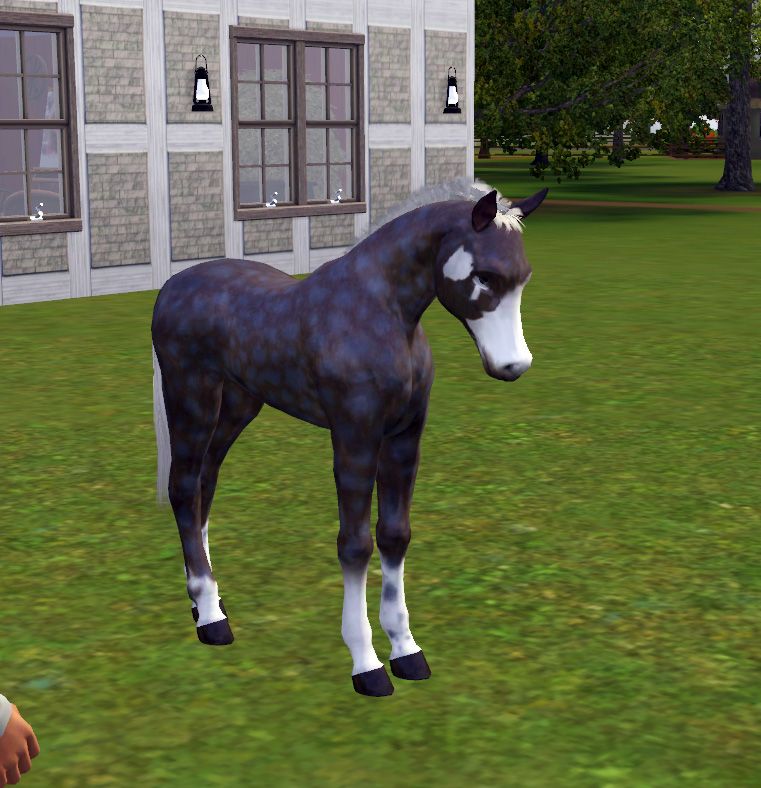 simspetsfoal5_zps4b859e90.jpg