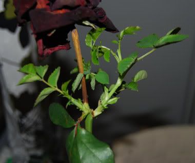 rosebaby4.jpg
