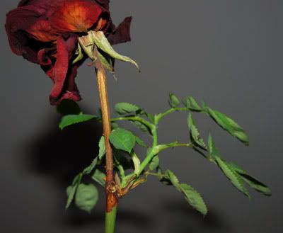 rosebaby6.jpg