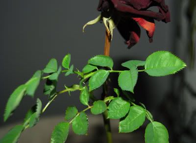 rosebaby8.jpg