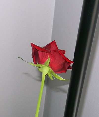 rosebaby93.jpg