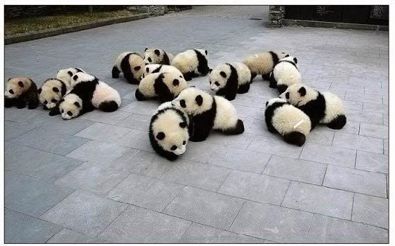 red panda babies. as the awesome red panda.