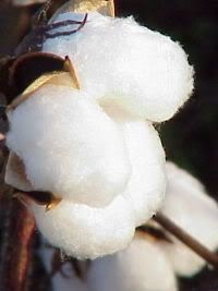 All natural COTTON, certainly NOT picked by a member of a minority group!!