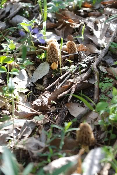 morels3.jpg