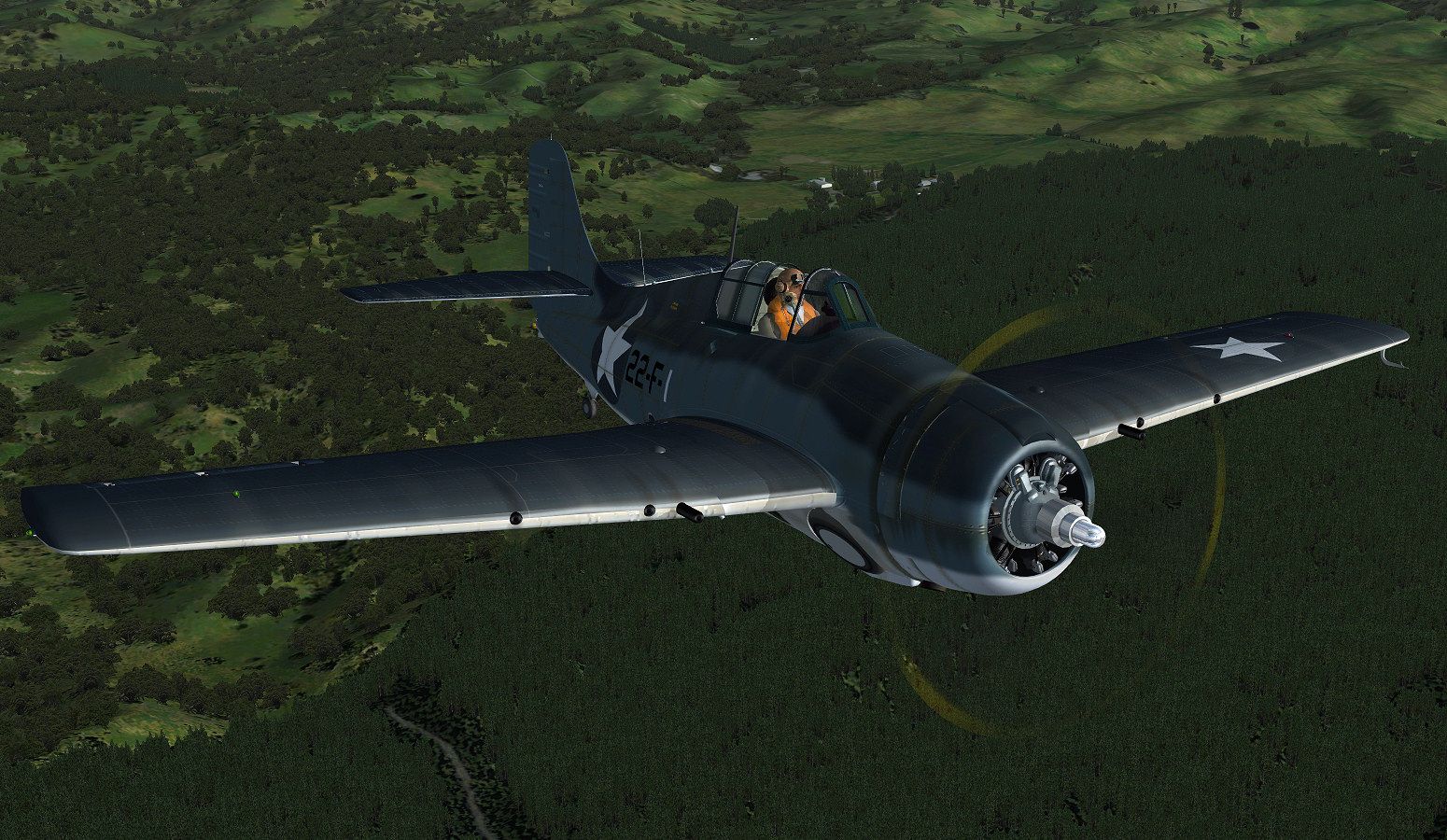 wildcat_4.jpg