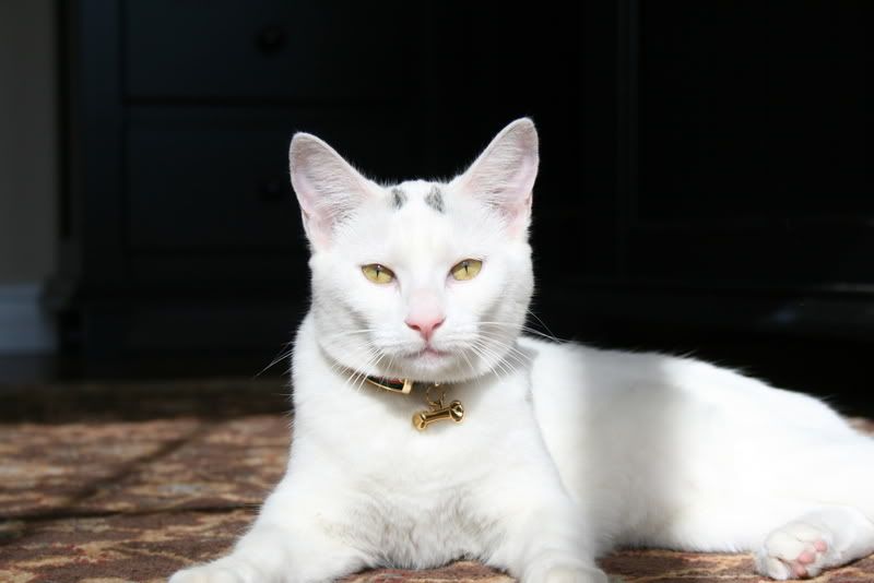 IMAGE: http://i7.photobucket.com/albums/y282/diznylnd/IMG_1802.jpg