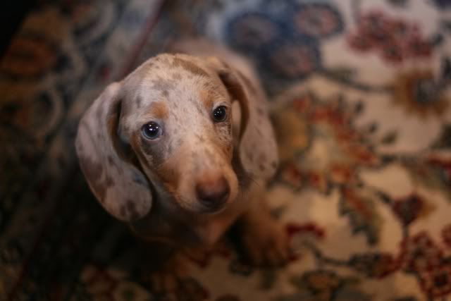 IMAGE: http://i7.photobucket.com/albums/y282/diznylnd/IMG_3029edit.jpg