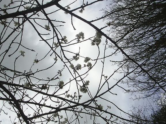 Image hosted by Photobucket.com