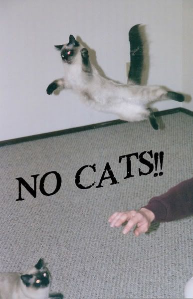 no-cats.jpg