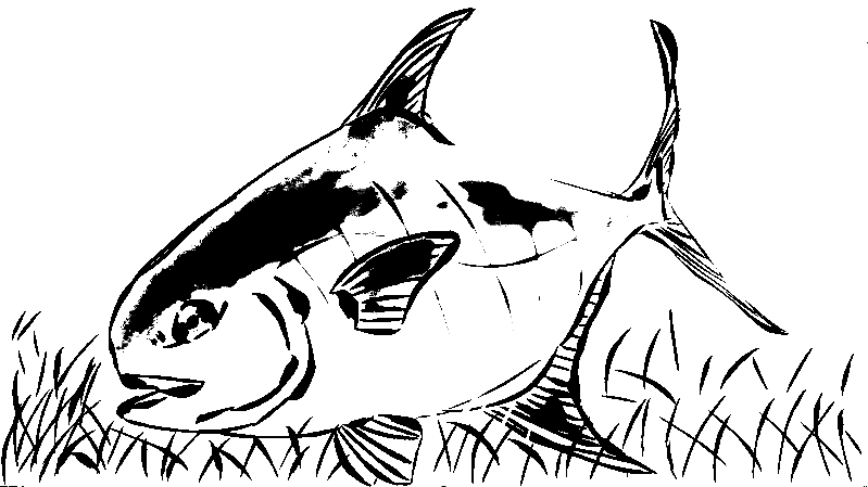 blacknwhite.png