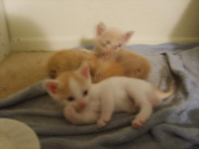 [http://i7.photobucket.com/albums/y282/stevenvaladez/KITTYS/S5000142.jpg]