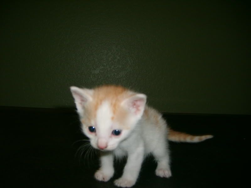 [http://i7.photobucket.com/albums/y282/stevenvaladez/KITTYS/S5000149.jpg]