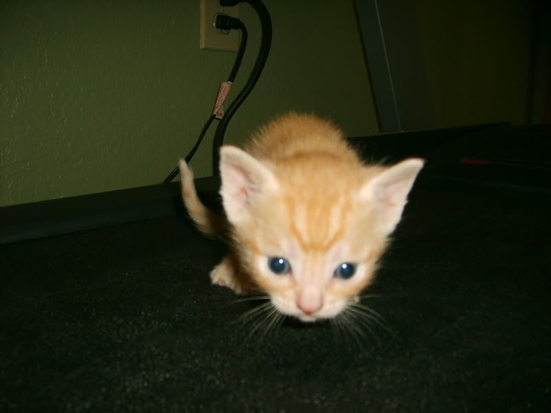 [http://i7.photobucket.com/albums/y282/stevenvaladez/KITTYS/S5000153.jpg]