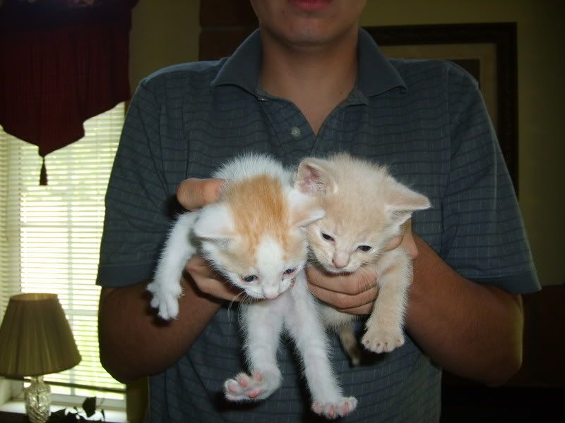 [http://i7.photobucket.com/albums/y282/stevenvaladez/KITTYS/S5000170.jpg]