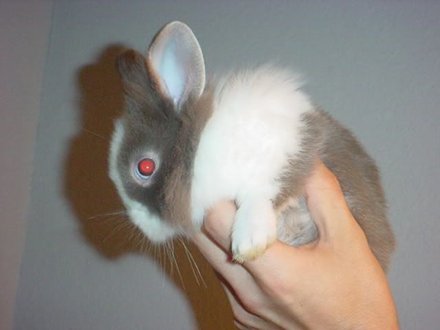 [http://i7.photobucket.com/albums/y282/stevenvaladez/Pictures/Bunny/B.jpg]