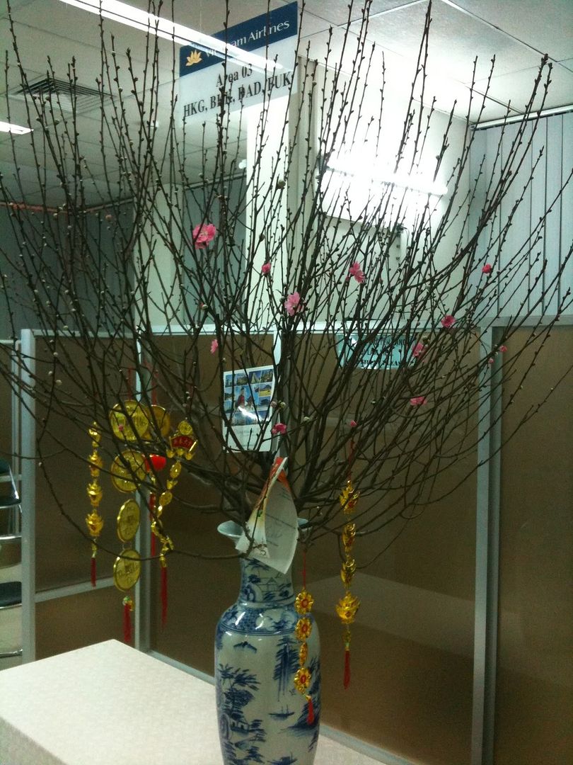 Nơi show hình mai vàng or đào Tết Tân Mão nhé a e.