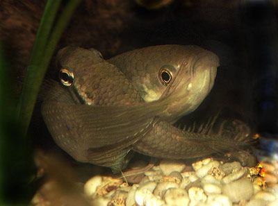 Betta_fusca_Paarung_002.jpg