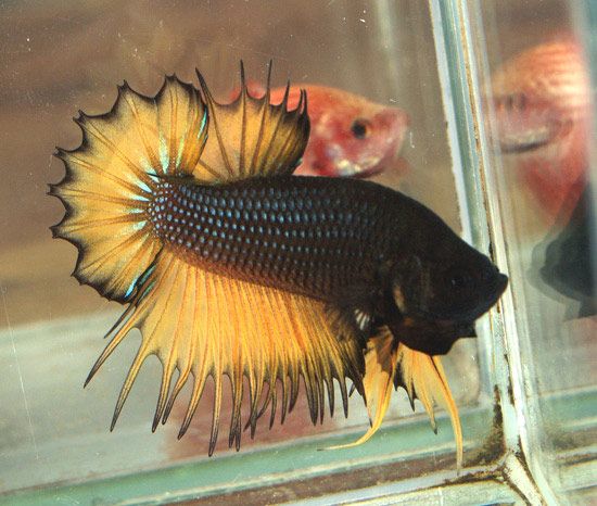 betta18.jpg