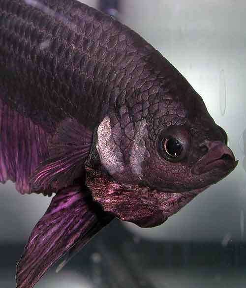 betta23.jpg