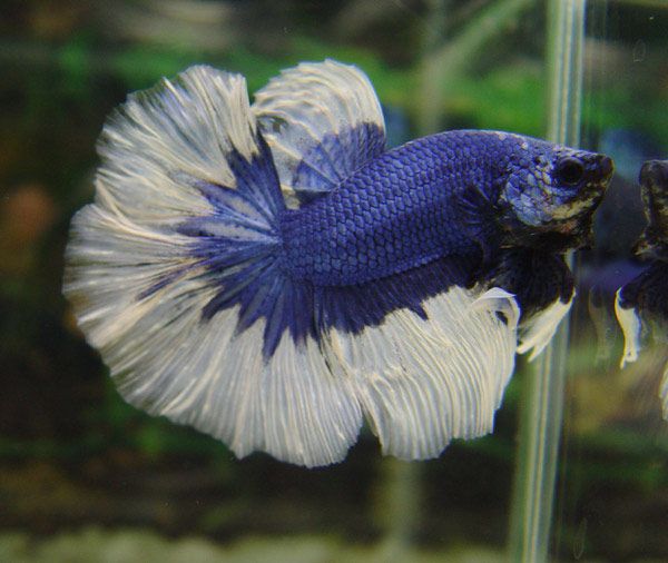 betta5.jpg