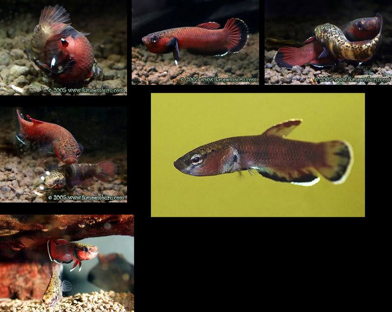 collage_Betta_channoides.jpg