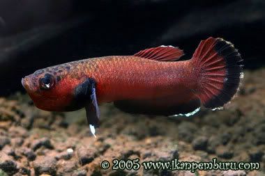 dikar_Betta_channoides_male.jpg