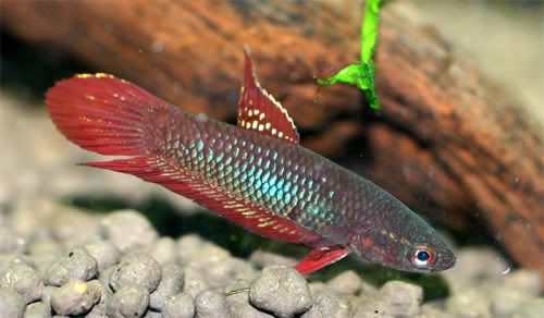 dikar_Betta_coccina_Male_gr.jpg