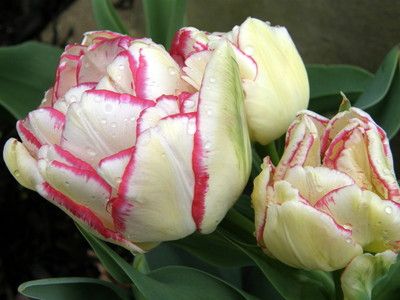 Belicia double Peony tulips