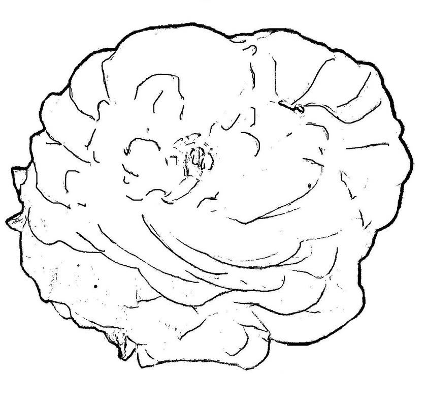 yellow hibiscus coloring pages - photo #30