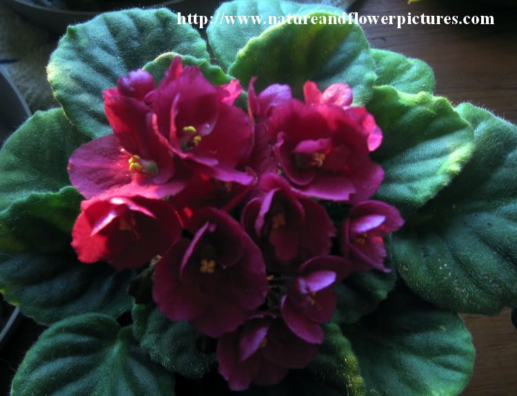 Red African Violet Plant Photo by sallyann53 Photobucket