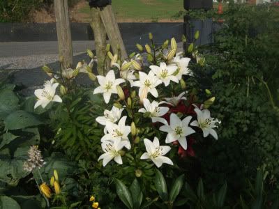 Snow Lilies