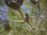 hummingbird watching over babies
