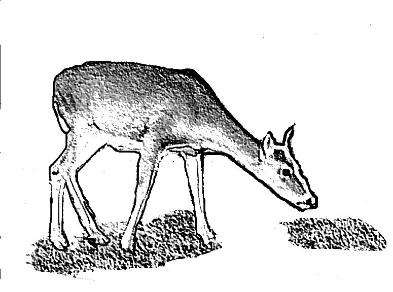 Doe Deer Drawing. Deer Pencil Sketch