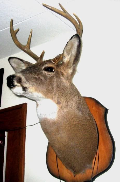 pictures-of-deer-0714.jpg