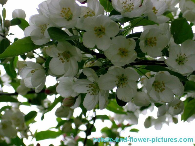 cherry blossom flower background. Spring Cherry Blossoms