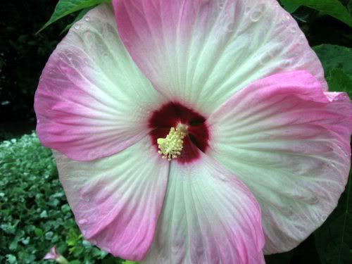 hibiscus flower clip art free. Giant Hibiscus Flower