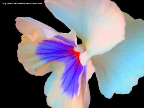 black and white flowers wallpapers. This white pansy has lack