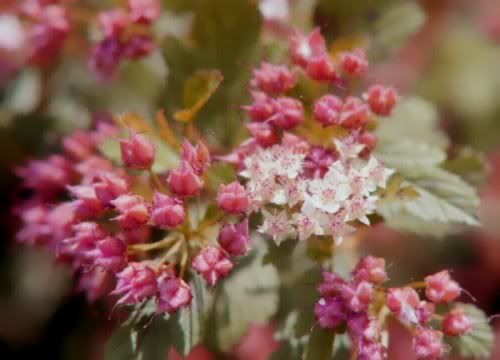 pink flowers background. hair pink flowers background.