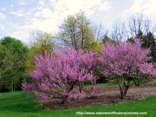 desktop wallpaper nature spring. Next Wallpaper Image. Spring