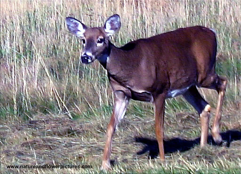 animal desktop wallpaper. 1024 Desktop Wallpaper.