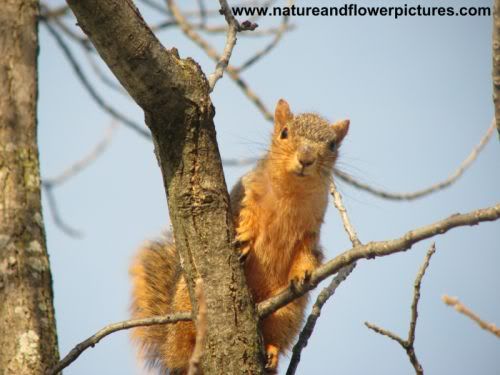 Squirrel Desktop Wallpaper