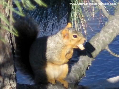 squirrel wallpaper. Squirrel With A Peanut