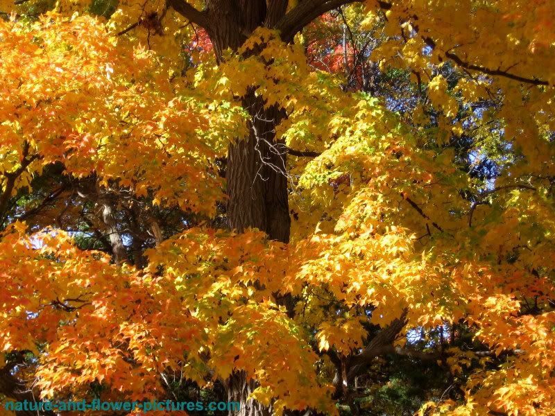 autumn trees wallpaper. Full Color Autumn